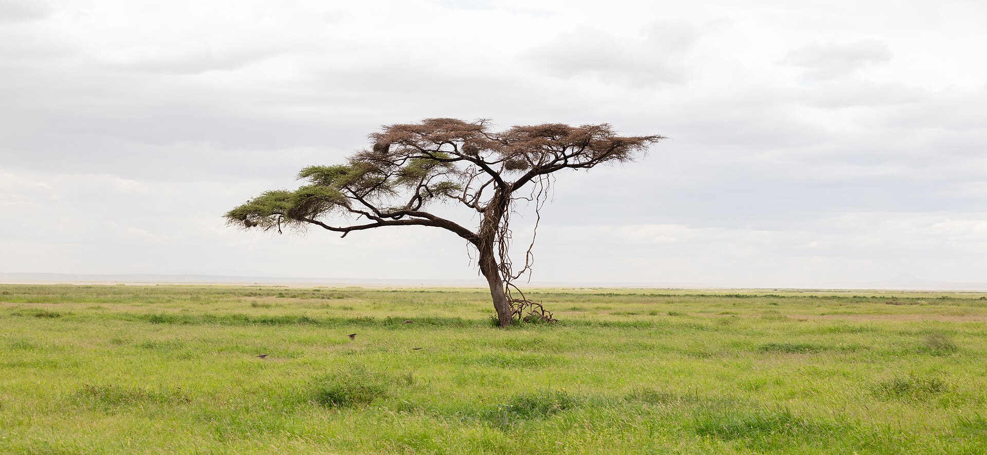 A lone acacia on the plain in Amboseli