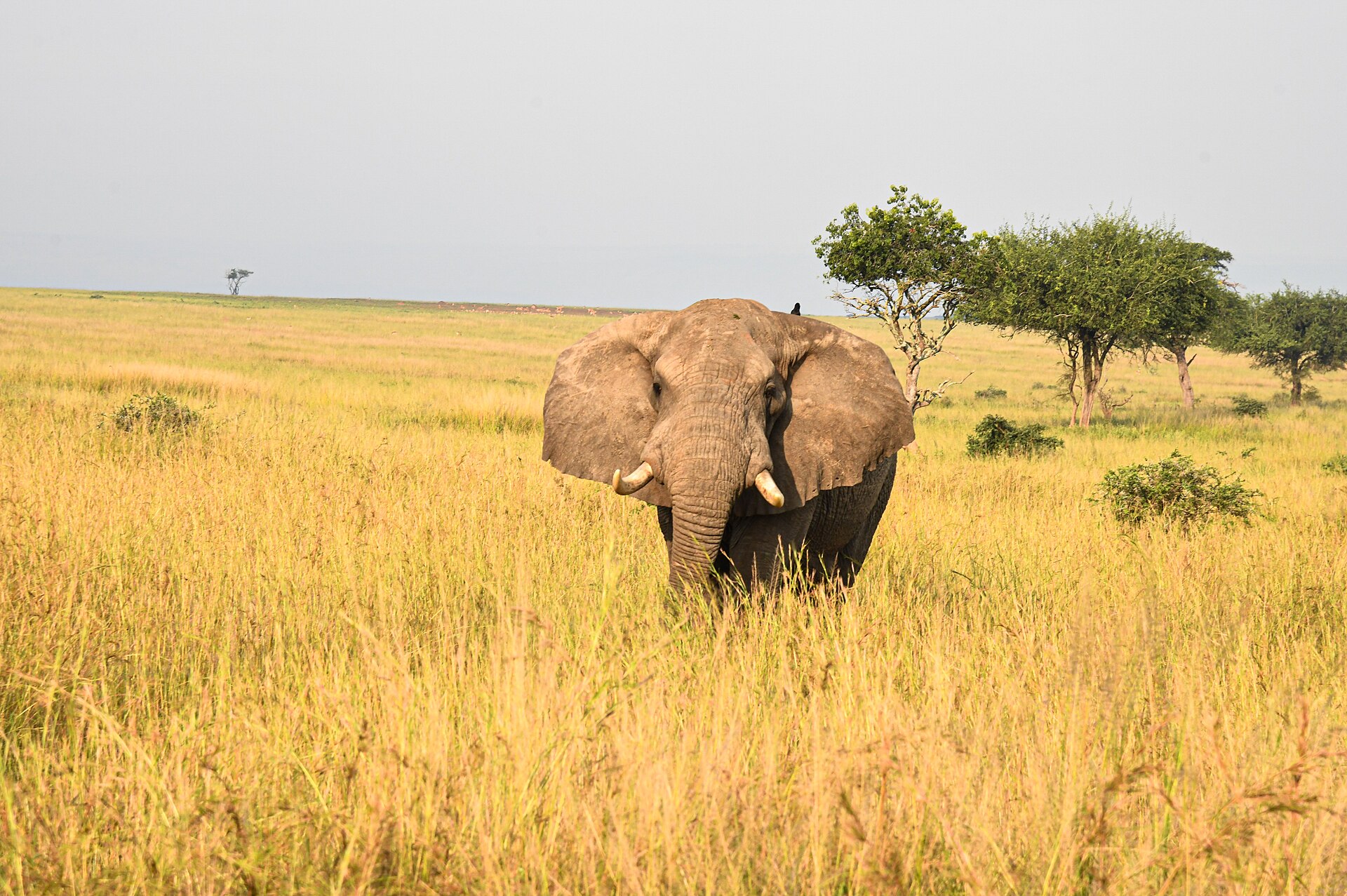 An elephant in tall golden grass at Murchison Falls