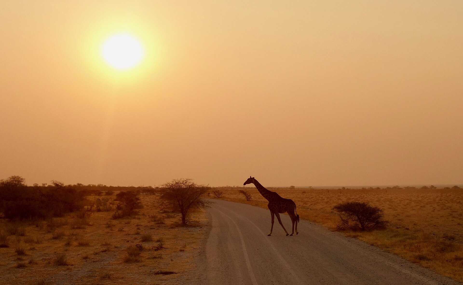 A giraffe crossing a dirt road at sunset