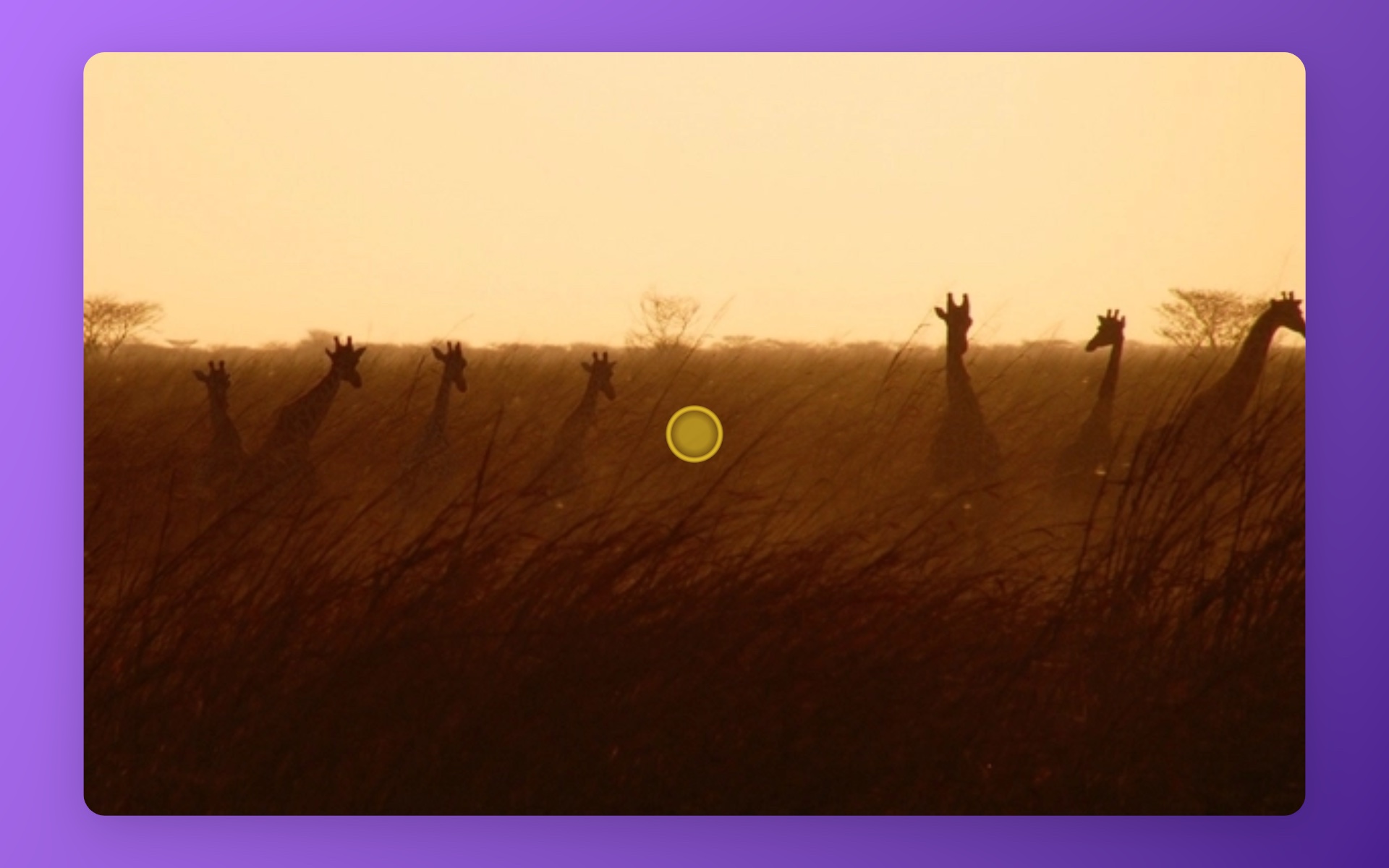 Savanna output: zoomed toward a click