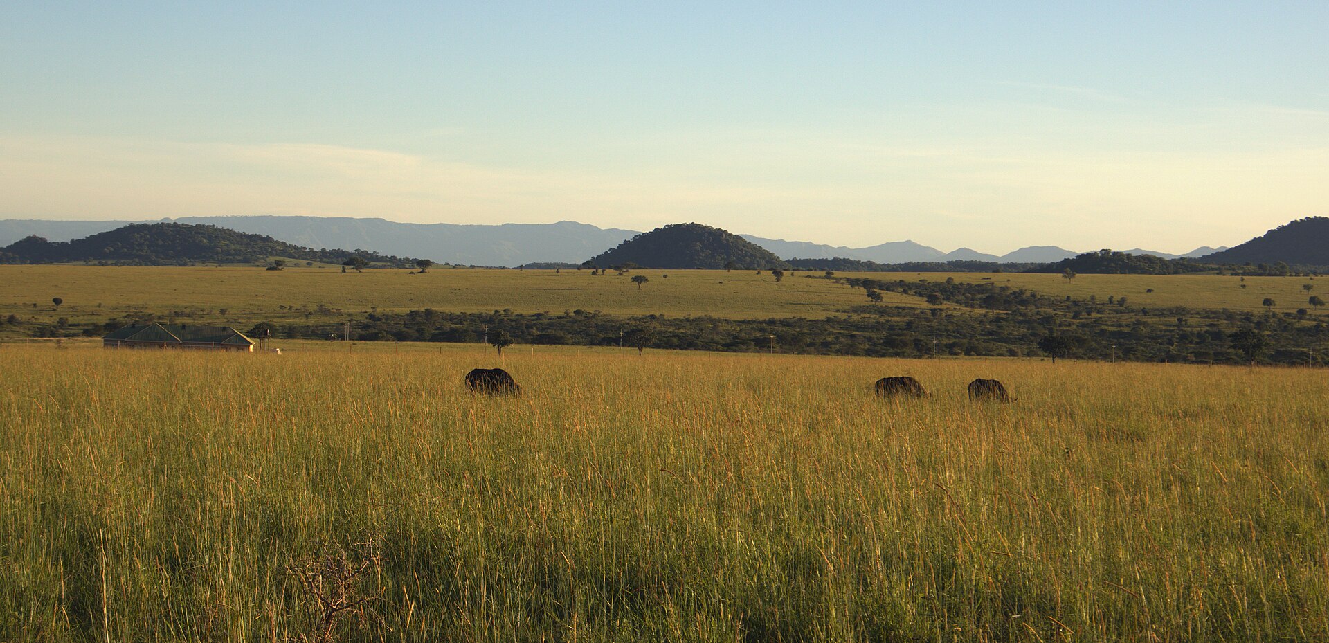 Golden savanna grass in Kidepo Valley
